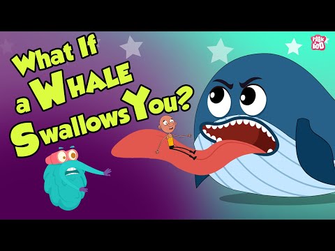 What If A Whale Swallows You? | Swallowed By A Whale | Dr Binocs Show | Peekaboo Kidz