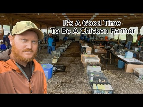 Selling 400+ Birds At The Chicken Auction!!