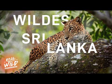 Atemberaubende Tierwelt auf Sri Lanka | Full HD Doku