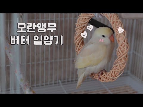 모란앵무 입양기, 버터가 집에 온 첫 날!