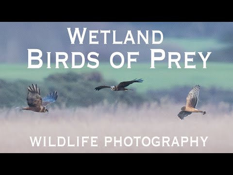 Chasing Shadows: In Search of Harriers. The Challenge of Birds of Prey Photography