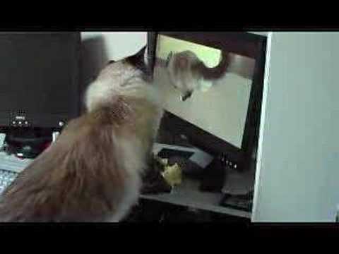 Computer Cat - bored Birman