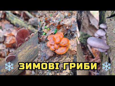 ЗИМОВІ ГРИБИ - Гливи, Фламуліна, Іудине Вухо. Грибники не спочивають 😉