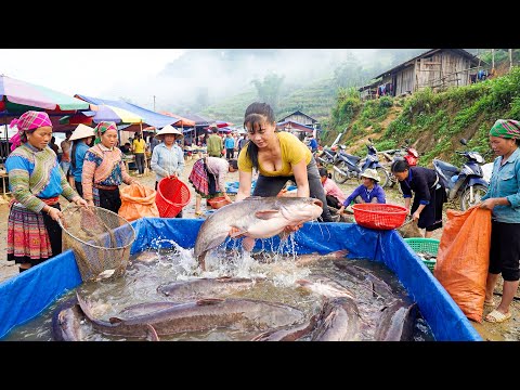 Harvesting 100Kg Giant Catfish, Use 3-Wheeled Truck Transport Many Catfish Goes To Market Sell