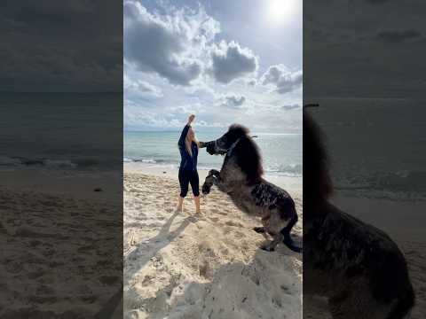 Strandausflug mit den Pony’s🐚☀️🌊💕