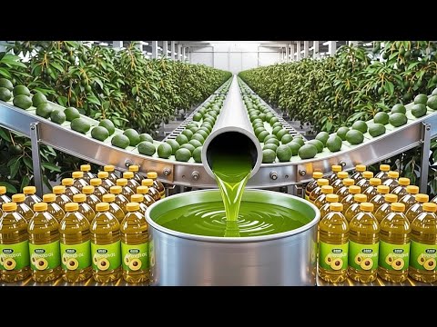 How Avocado Oil Is Made 🥑 (Full Factory Process)