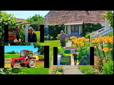 Četiri Sestre , nikad se udavale nisu obrađuju 60 duluma zemlje.Voze traktor i auto u 86 - oj god