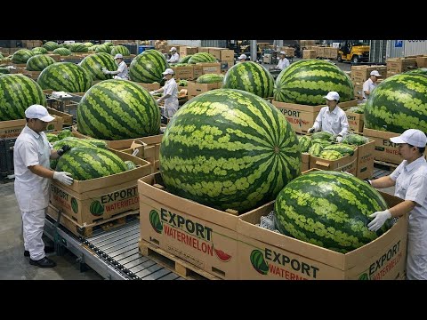 Japan’s Most Expensive Watermelon | Black Watermelon Farm and Harvest Documentary