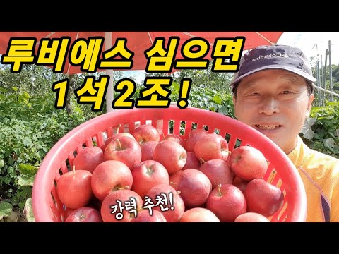 수분수로 루비에스 꽃사과 강력 추천하는 이유ㅣ착과량 부족과원 필수시청!