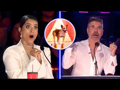 The Judges Thought It Was a Joke… Then the Animal STOLE the Entire Show 😳🐾