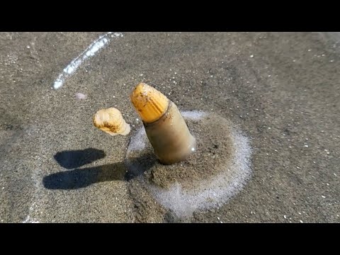 이렇게 하면 쑤욱 올라옵니다 삽질 안하고 맛조개 잡기