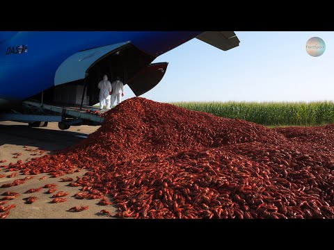 They Released the Red CRAYFISH into Local Waters | Here’s What Happened After 10 YEARS