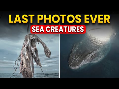 7 Last Photos of Sea Creatures