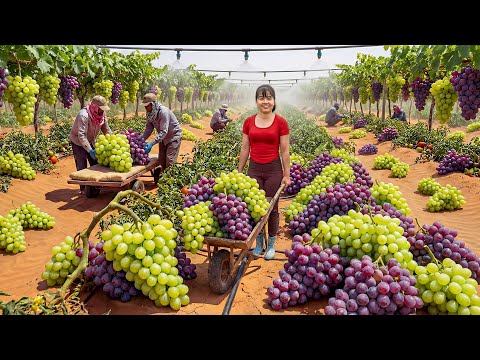 TIMELAPSE -- My Dream Small Garden 2026 – Highland Giant Purple Grapes Harvest Goes To Market Sell