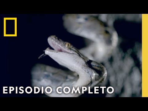 Las Especies Más Temerosas | Muerto al Amanecer | Nat Geo en Español