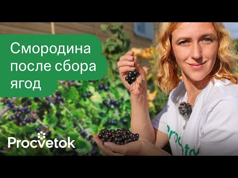 ТРИ ПРАВИЛА ЧЕРНОЙ СМОРОДИНЫ И КРЫЖОВНИКА ПОСЛЕ СБОРА ЯГОД! Закладываем урожай будущего года