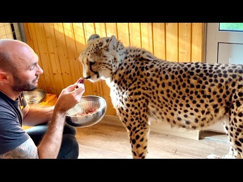 Gerda is feeling unwell and has refused to eat! We had to call the doctor URGENTLY for an ultraso...