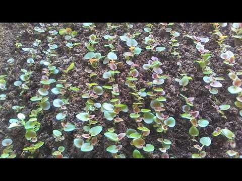 Бегония вечноцветущая от посева до пикировки