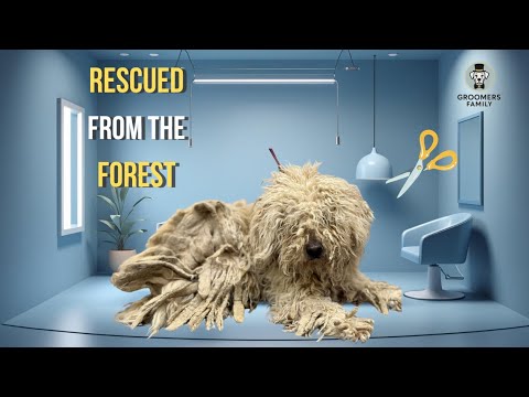 We Rescued This Dog From the Woods – Full Grooming Transformation