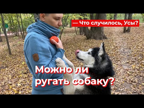 Что случилось, Усы? Можно ли ругать собаку?
