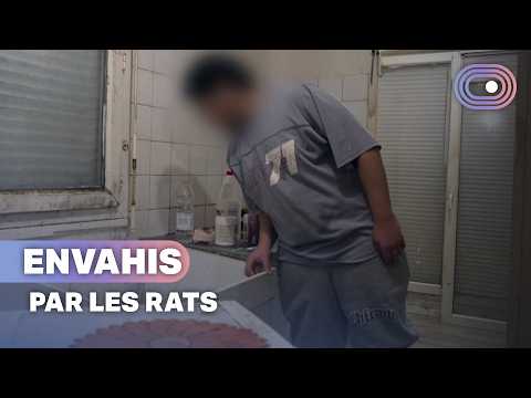 Ils vivent entourés de rats : l’enfer des nuisances au quotidien