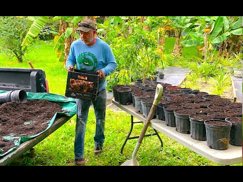 How to Grow Your Own Avocados