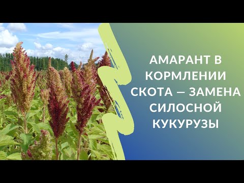 Амарант в кормлении скота - замена силосной кукурузы
