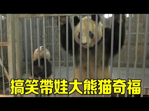 Giant panda Qifu took his children to sell miserably begging for food. Unfortunately  Fushun only w