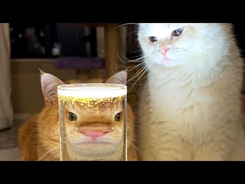CATS: Totally Bonkers Logic and Absurd Antics