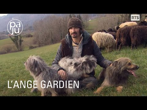 Suite à un grave accident, Steve a choisi de devenir berger