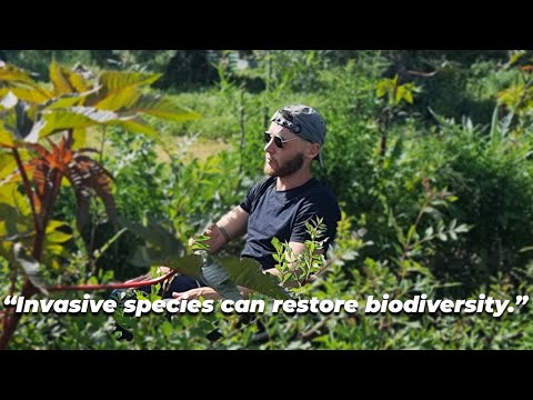 Syntropic Agroforestry Q&A w/ Milan