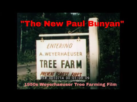 " THE NEW PAUL BUNYAN " 1952 WEYERHAEUSER FOREST PRODUCTS TREE FARMING & LOGGING FILM XD10714