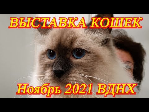 Москва. Ноябрь 2021. ВДНХ. Выставка кошек. Часть 1. Сибирские кошки, корниш рекс,  шотландские и др.