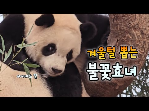 이제 봄이라며 엄마 겨울털 뽑아주는 효녀 루이바오💜콕 찝어 팬미팅도 해준 루이스타⭐️