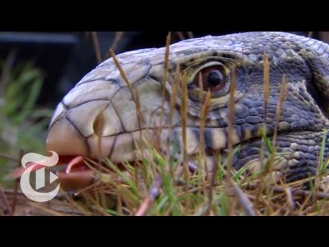 Pets Gone Wild | Retro Report | The New York Times