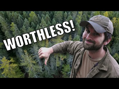 Why Your Timber Isn't Worth Much