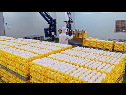 300,000 eggs per day! Automated Egg Factory, Liquid Egg Processing / 日產30萬顆蛋！洗選蛋工廠, 液態蛋大量生產 - 臺南蛋品