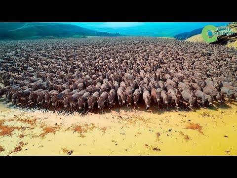 Australia SENT MILLIONS OF DONKEYS INTO THE DESERT – The Results After 10 YEARS SHOCKED SCIENTISTS