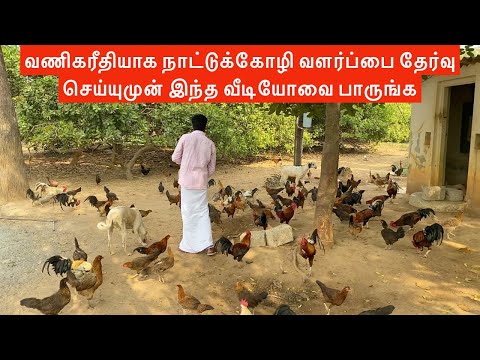 நல்ல வருமானம் தரும் நாட்டுக் கோழி வளர்ப்பு முறைகள் | Country chicken rearing