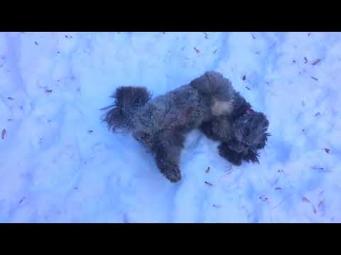 New World Order Blues