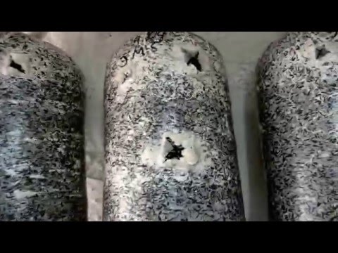 Грибы Вешенка. Влажность в грибном помещении. Как поливать грибы?