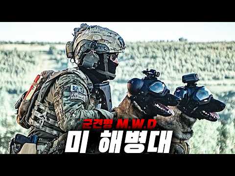 💥이라크 해병대 군견병💥IED를 찾는 목숨을 건 해병 군견에 대한 전쟁 영화