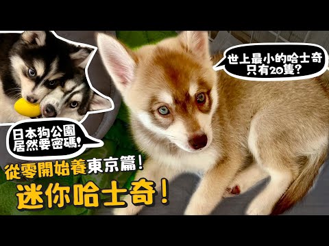 【從零開始養東京篇】日本迷你哈士奇 !世上最小哈士奇只有20隻 !東京狗公園上百狗中搜奇!日本才有的狗?博士奇?像馬的狗?【許伯簡芝】