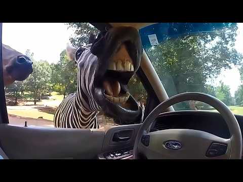 Моменты, когда дикие животные напомнили, кто здесь главный