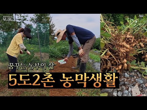 김장배추에 복합비료주기/산딸기나무 옮겨심기/땅콩캐기