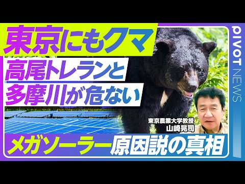 【東京でもクマ注意】被害激増の理由／メガソーラー原因説は本当か／多摩川をクマが下る？／高尾、立川、八王子…遭遇のリスク／活発な「時間」「季節」【PIVOT NEWS】