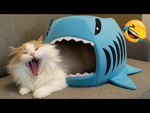 Intenta No Reír 😆 Los Animales Más Graciosos 😹🐶 Parte 1