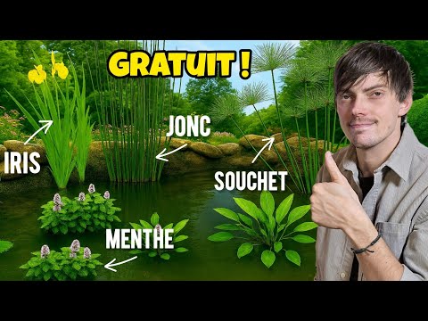 Où trouver des PLANTES AQUATIQUES GRATUITES pour son BASSIN DE JARDIN #AUSOM