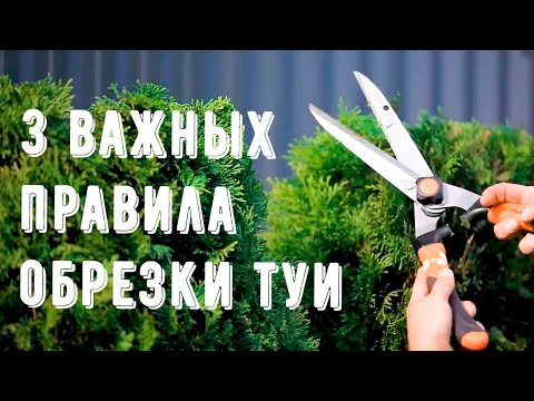 Pruning and shaping conifers. How to prune thujas. Caring for conifers.
