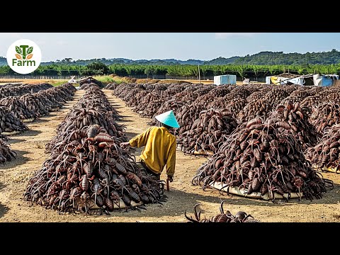 How Chinese People Raise and Harvest Billions of Scorpions Every Year | Agricultural Documentary